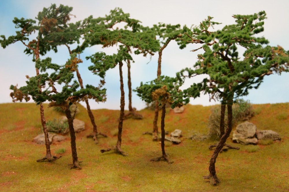 Pine, birch and spruce trees